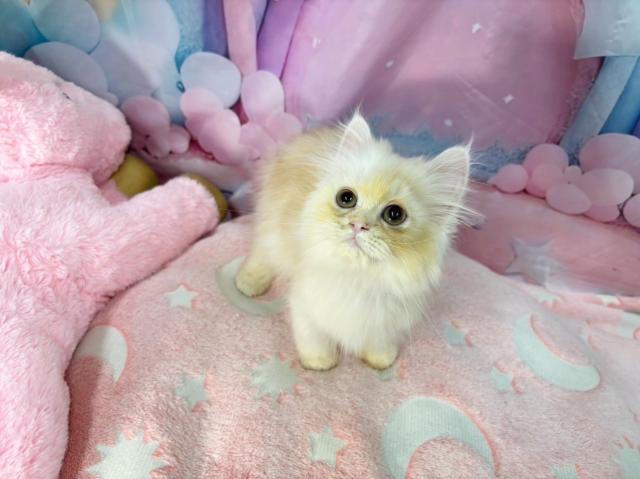 スコティッシュフォールドの写真2