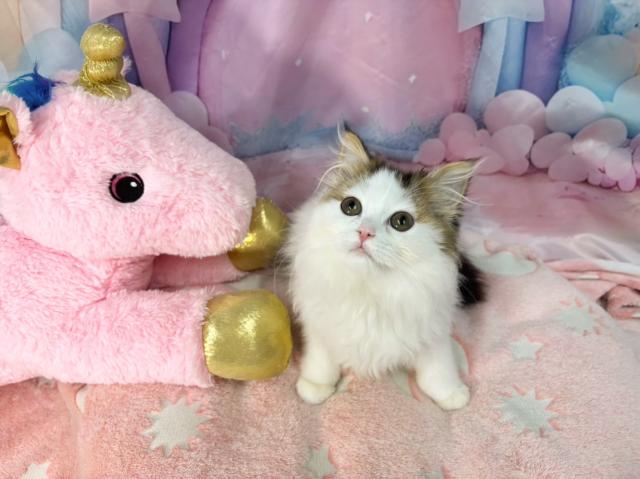 スコティッシュフォールドの写真4