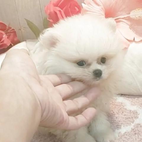 ポメラニアン