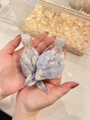 セキセイインコの写真2