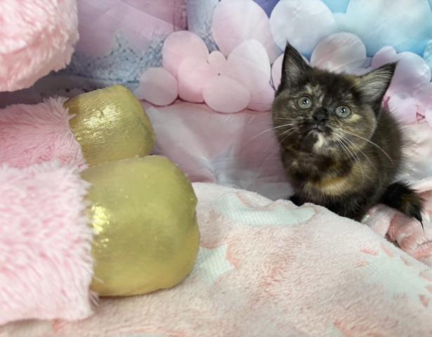 スコティッシュフォールドの写真2