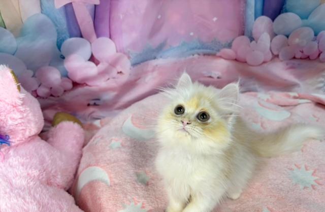 スコティッシュフォールドの写真3