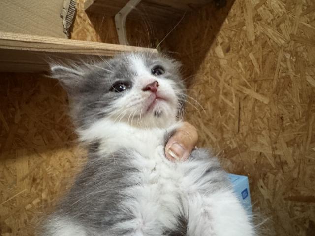 ラガマフィンの写真5