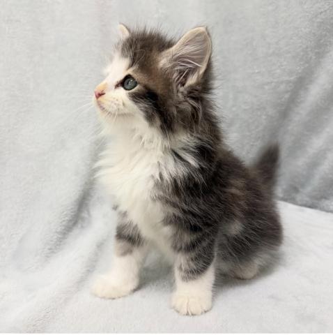 ノルウェージャンフォレストキャットの写真2