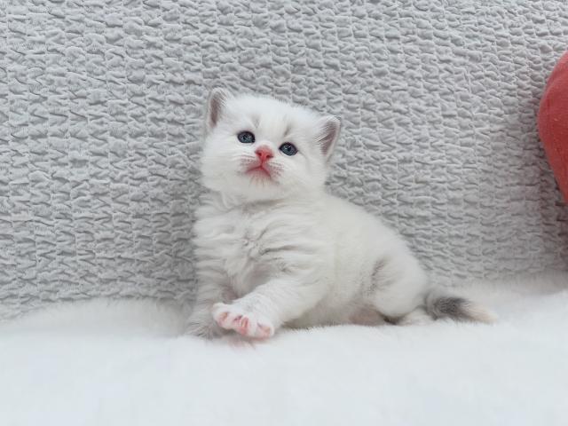 サイベリアンの写真2