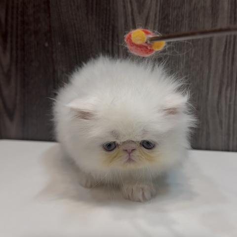 エキゾチックロングヘアーの写真4