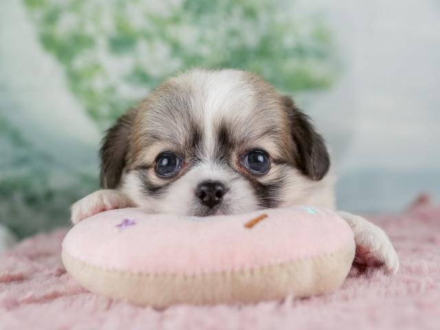チワペキの写真4