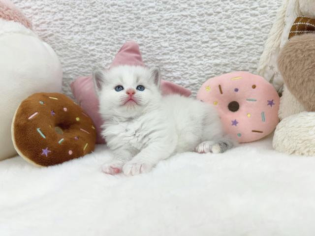 サイベリアンの写真5