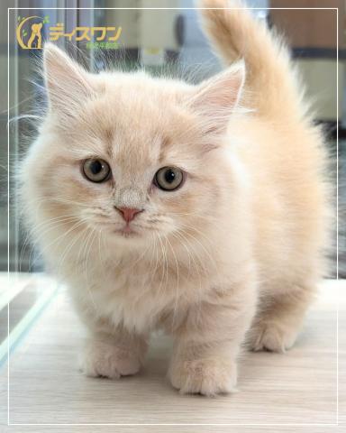 マンチカン(短足)の写真2