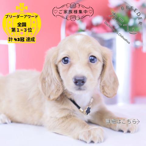 カニヘンダックスフンド　ロング