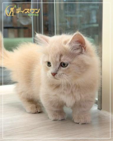 マンチカン(短足)の写真6