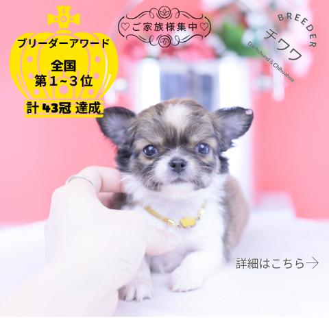 チワワ　ロング