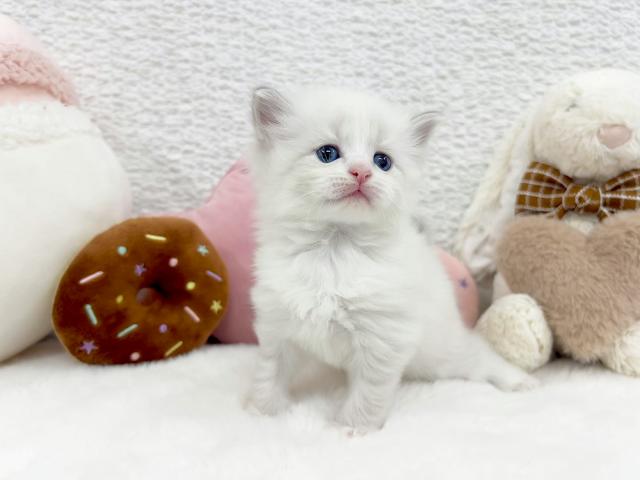 サイベリアンの写真3