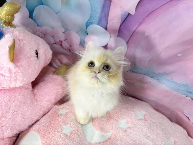 スコティッシュフォールドの写真4