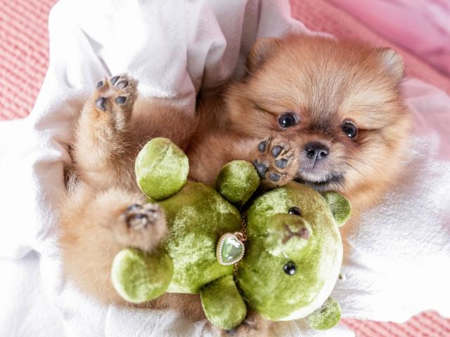 ポメラニアンの写真6