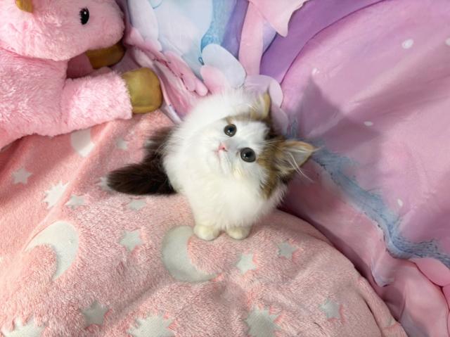 スコティッシュフォールドの写真3