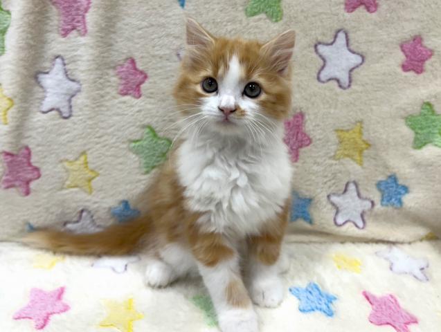 スコティッシュフォールドの写真3
