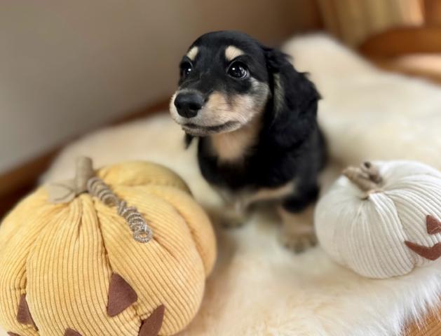 ミニチュアダックスフンドの写真2