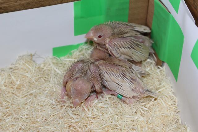 クリーム文鳥 挿し餌中の写真5