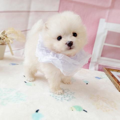 ポメラニアンの写真2