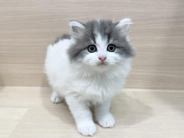 サイベリアンの写真2