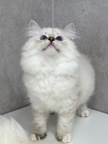 サイベリアンの写真4