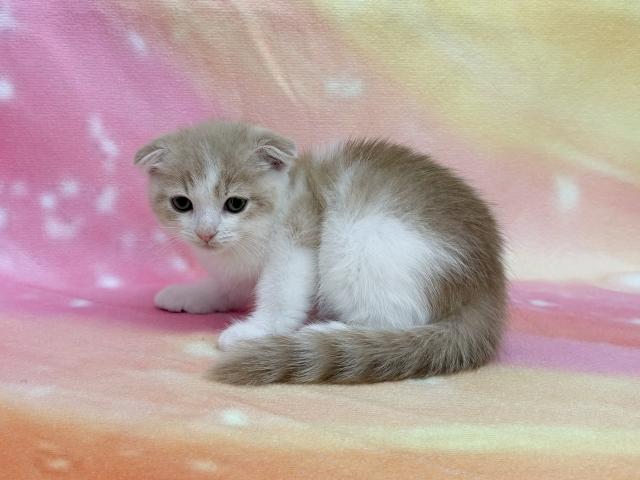 スコティッシュフォールドの写真3