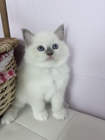 ラグドールの写真4