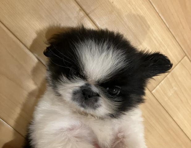 ペキニーズの写真4
