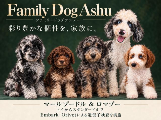 FamilyDogAshu
