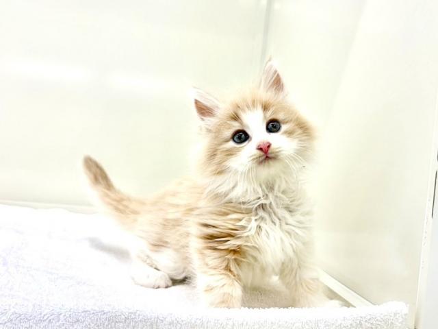 ノルウェージャンフォレストキャット369の写真6