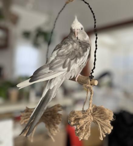 オカメインコの写真2