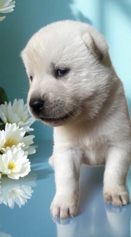 紀州犬の写真4