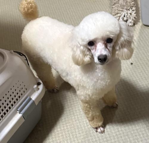 トイプードル
