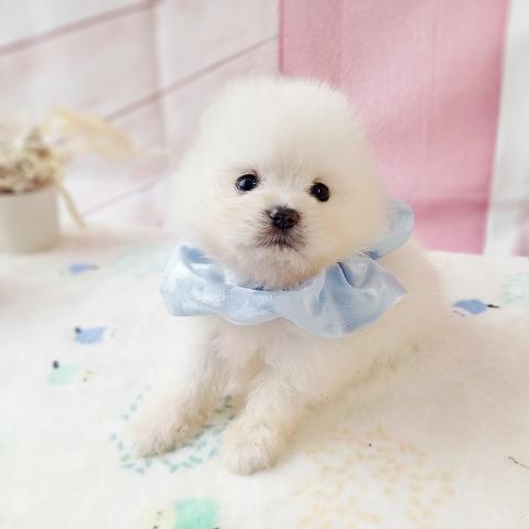 ポメラニアンの写真5