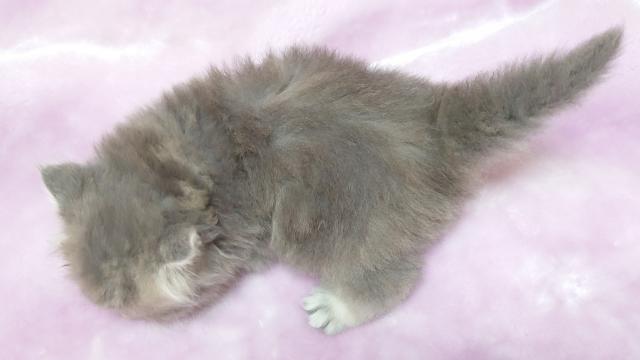 サイベリアンの写真5