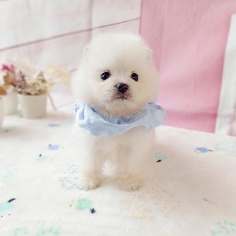 ポメラニアンの写真4