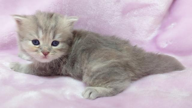 サイベリアンの写真4