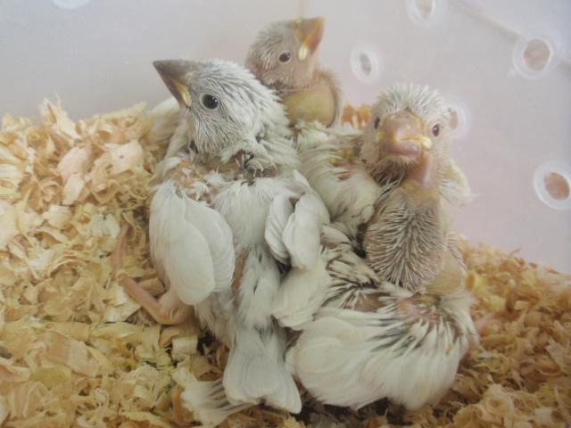 シルバー文鳥♪ 雛達 (^_-)-☆