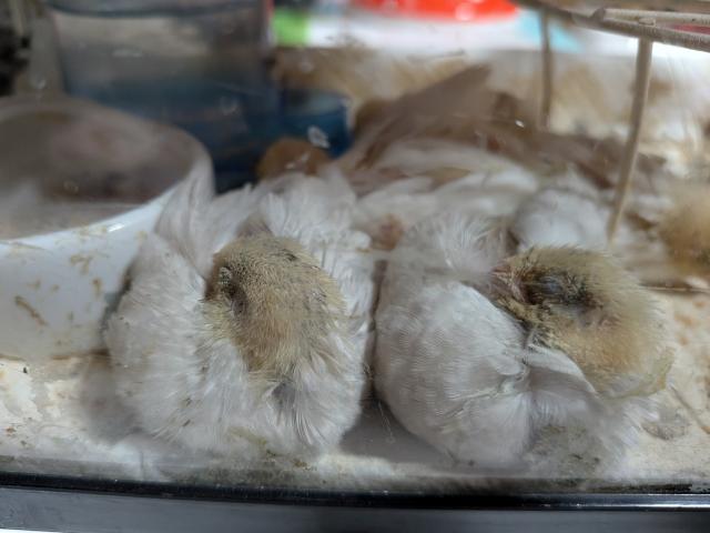 ヒメウズラ（シルバー）の写真3