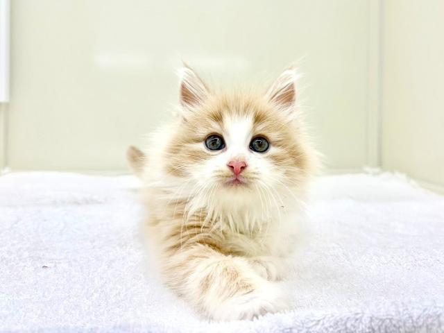 ノルウェージャンフォレストキャット369の写真3