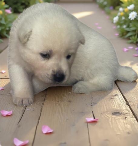紀州犬の写真3