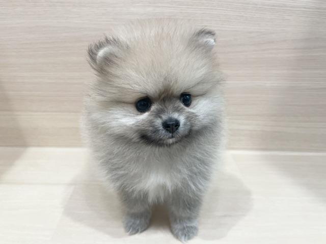ポメラニアンの写真3