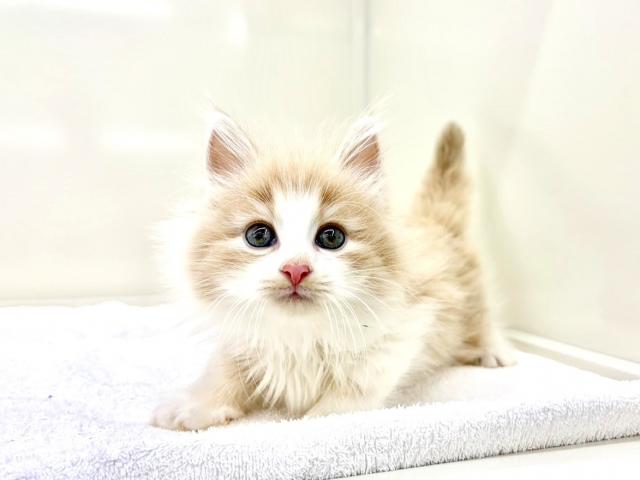 ノルウェージャンフォレストキャット369