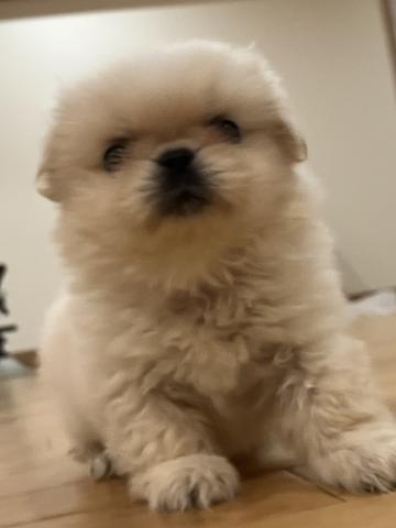 ペキニーズ