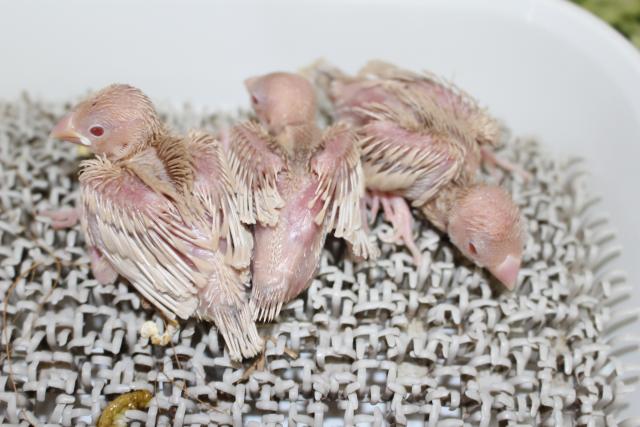 クリーム文鳥 挿し餌中の写真3