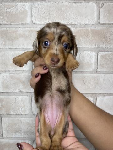 ミニチュアダックスフンドの写真2