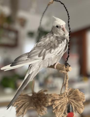 オカメインコの写真3