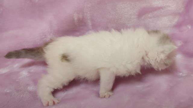 サイベリアンの写真3