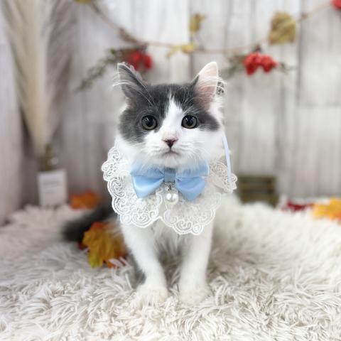 マンチカンの写真2